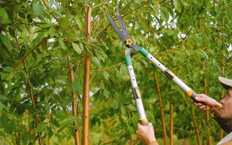 Tree trimming in Orestes, IN